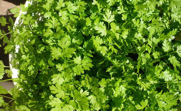 thumb Trybula ogrodowa – uprawa, pielęgnacja, właściwości