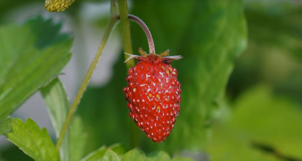 Jak sadzić i nawozić truskawki?