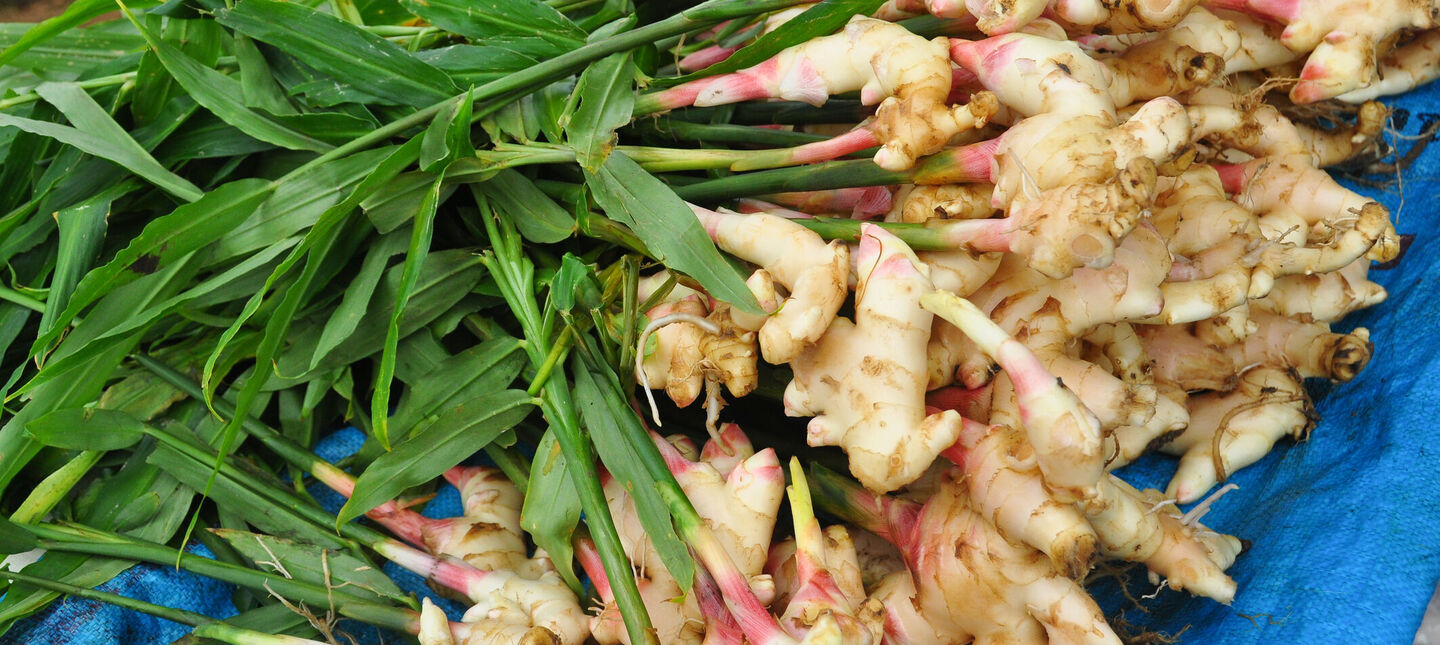 Imbir w domu - jak uprawiać z kłącza na parapecie