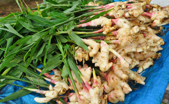 Przejdź do artykułu - Imbir w domu - jak uprawiać z kłącza na parapecie