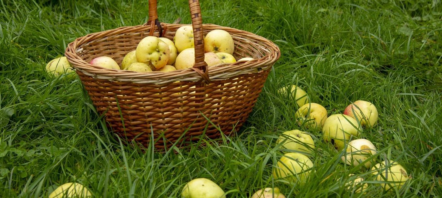 Jak zbierać oraz przechowywać jabłka i gruszki?