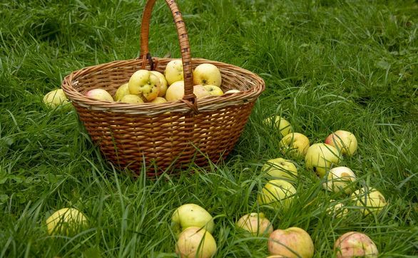 thumb Jak zbierać oraz przechowywać jabłka i gruszki