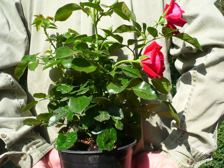 Róże miniaturki w donicach - ABC uprawy