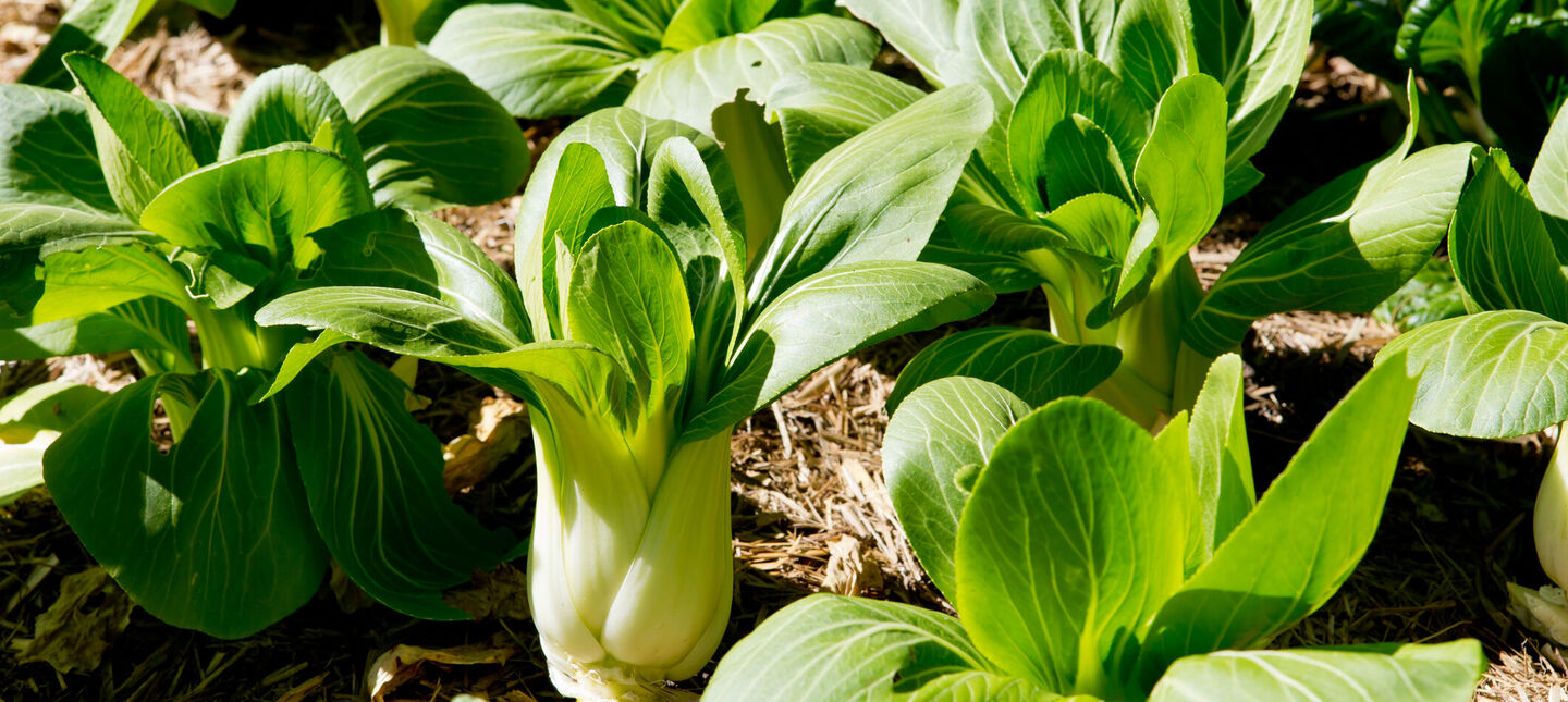 Pak choi - jak uprawiać kapustę chińską w polskim klimacie
