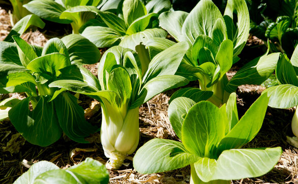 thumb Pak choi - jak uprawiać kapustę chińską w polskim klimacie