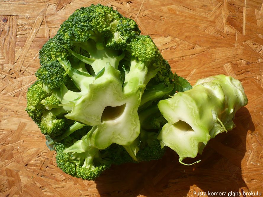 Brokuł – jak uprawiać w ogrodzie 