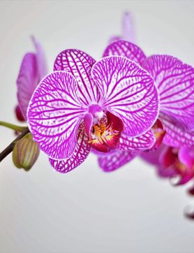 Przejdź do artykułu - falenopsis (storczyk, orchidea)
