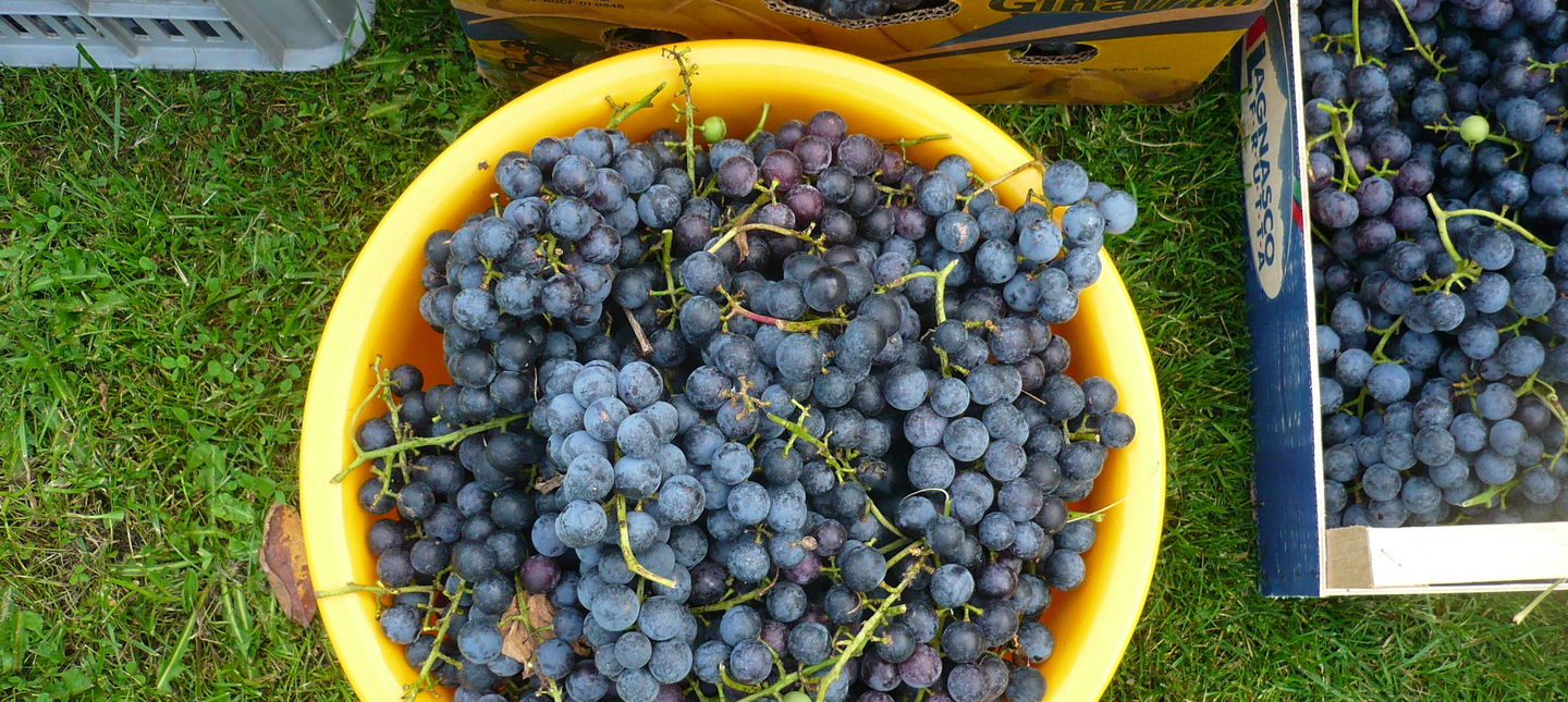 Nawożenie winorośli – jakie nawozy i kiedy stosować