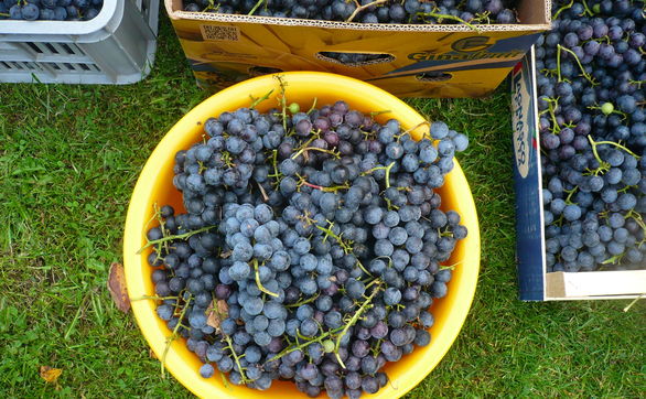 thumb Nawożenie winorośli – jakie nawozy i kiedy stosować