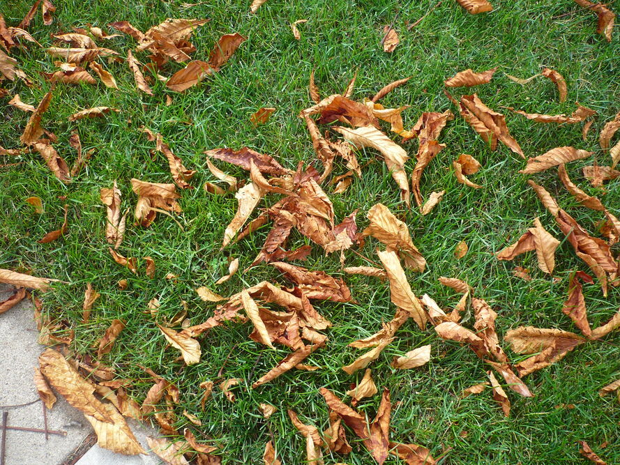 Kiedy nawozić trawnik