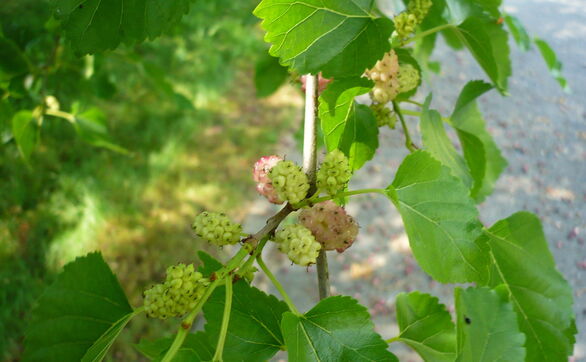 thumb Morwa – jak uprawiać w ogrodzie