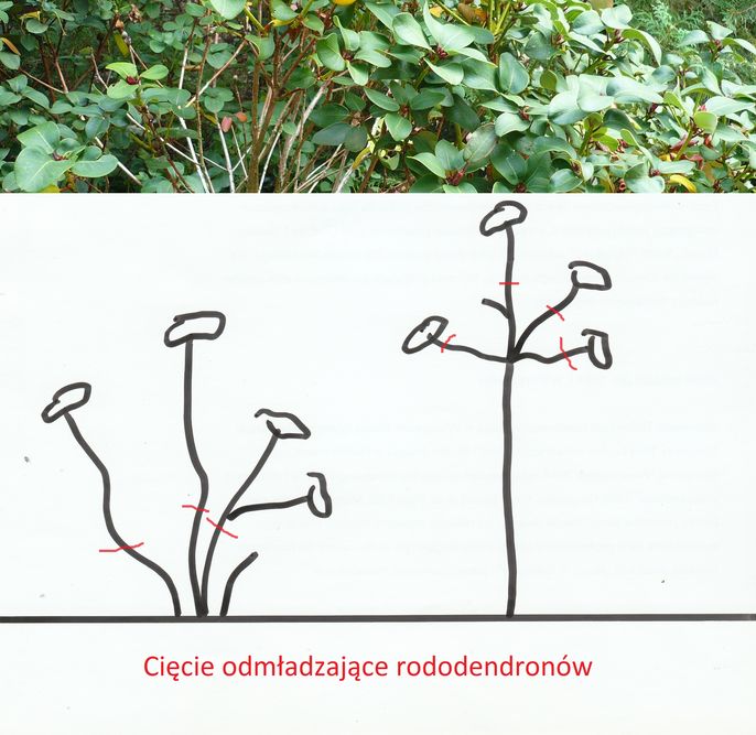 Przycinanie rododendronów – pielęgnacyjne, formujące, odmładzające