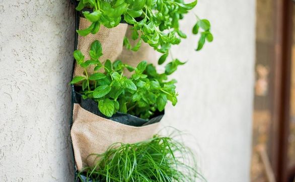 thumb Czy można uprawiać rośliny na ścianie