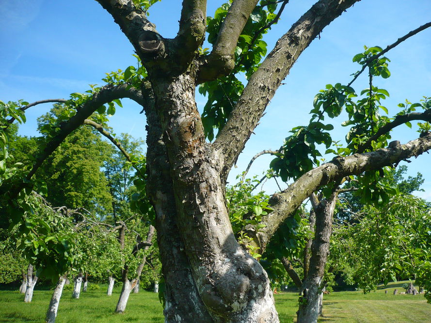 Choroby kory drzew owocowych - jak zapobiegać
