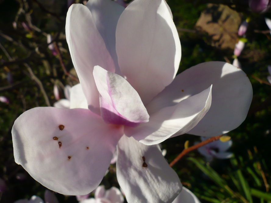 Choroby i szkodniki magnolii – objawy i zwalczanie