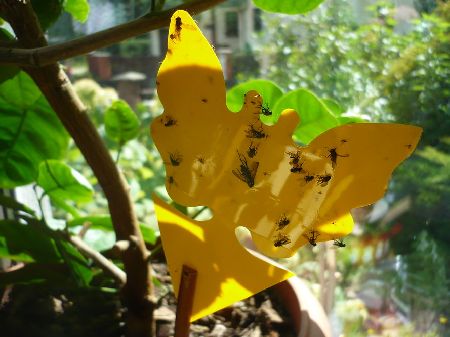 Żółte tablice lepowe - jak używać w domu i ogrodzie