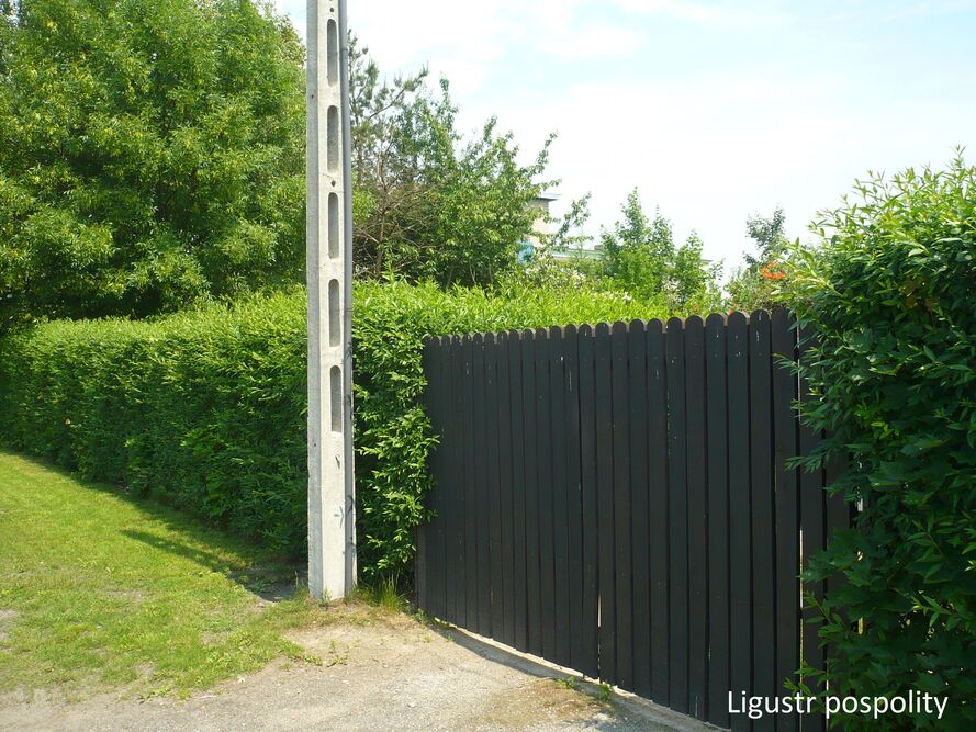 Co posadzić przy płocie