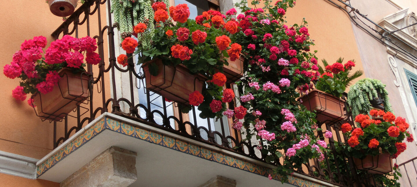 Kompozycje kwiatowe na balkony