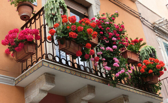 thumb Kompozycje kwiatowe na balkony