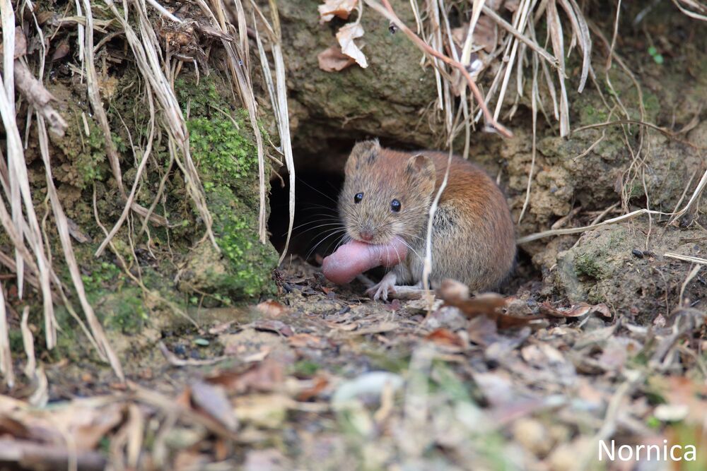 Nornica a mysz - jaka jest różnica