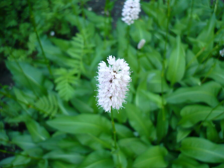 Zioła na północnym balkonie – co realnie rośnie i jak to prowadzić