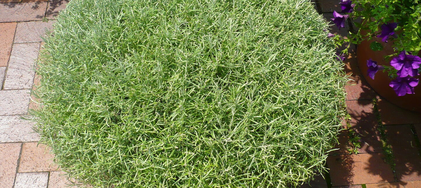 Kocanki włoskie pachnące curry - uprawa i właściwości 