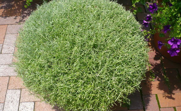 Przejdź do artykułu - Kocanki włoskie pachnące curry - uprawa i właściwości 