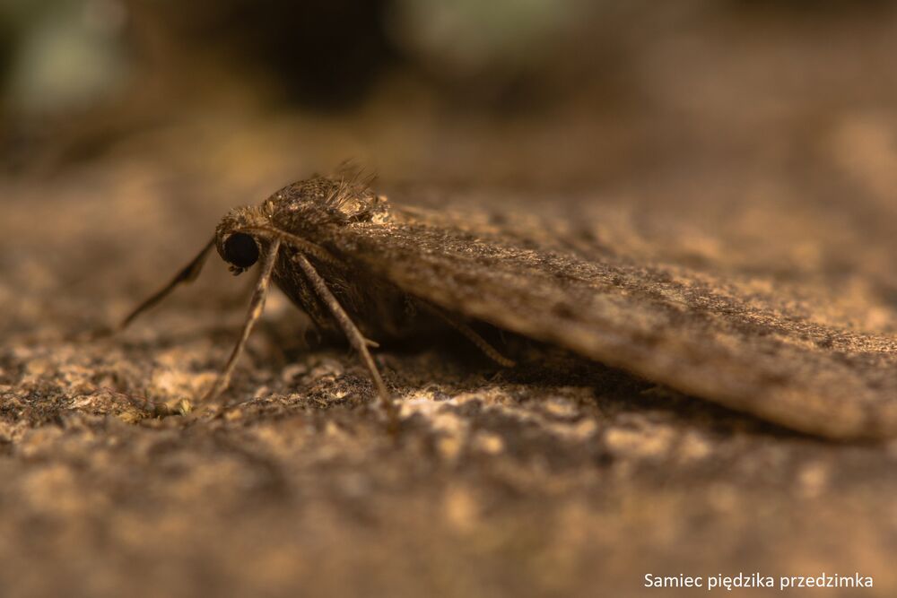 Piędzik przedzimek – jak skutecznie zwalczać w ogrodzie