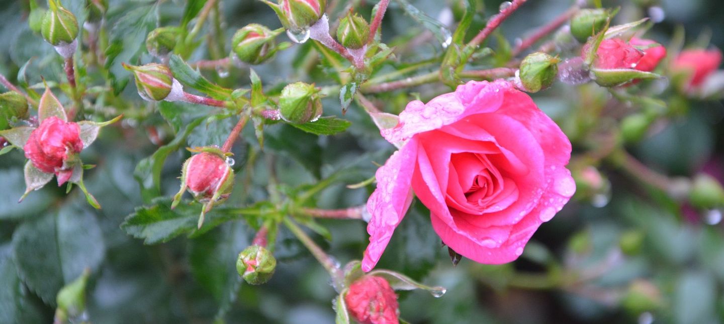 W jaki sposób uprawiać i pielęgnować róże pnące?
