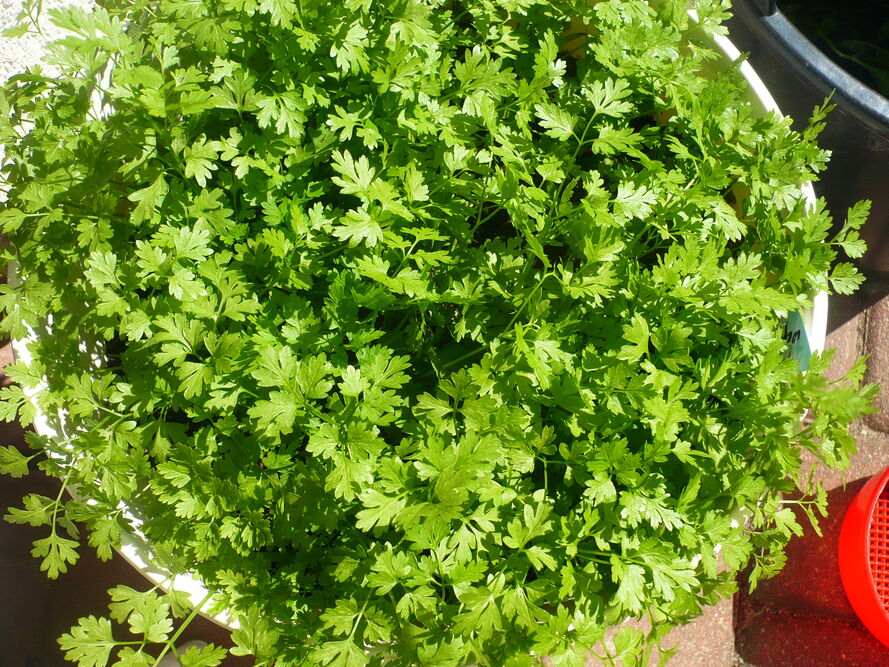 Trybula ogrodowa – uprawa, pielęgnacja, właściwości