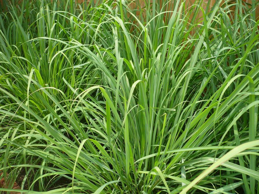 Zioła azjatyckie w domu i ogrodzie – shiso, trawa cytrynowa, kaffir lime – wymagania i zimowanie