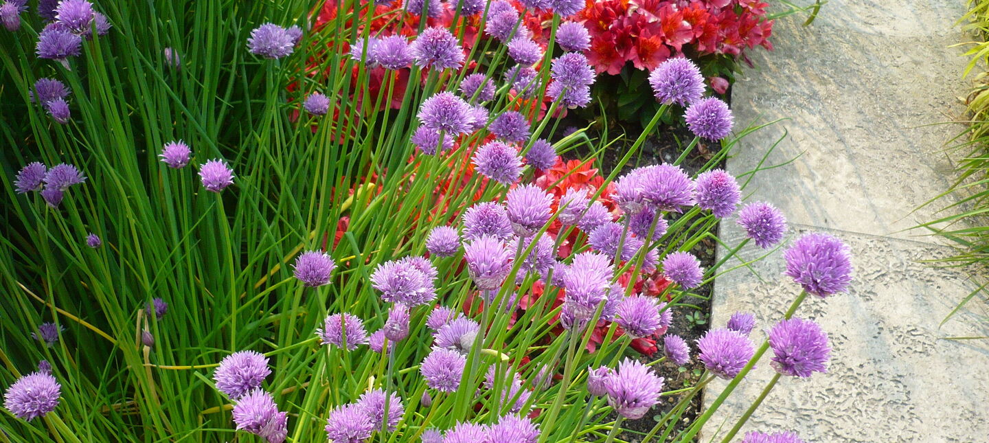 Szczypiorek – uprawa, pielęgnacja, właściwości