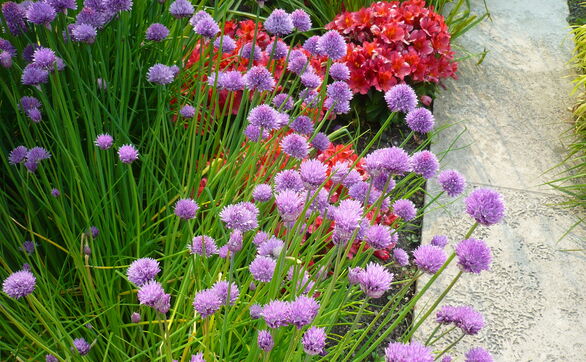 Szczypiorek – uprawa, pielęgnacja, właściwości