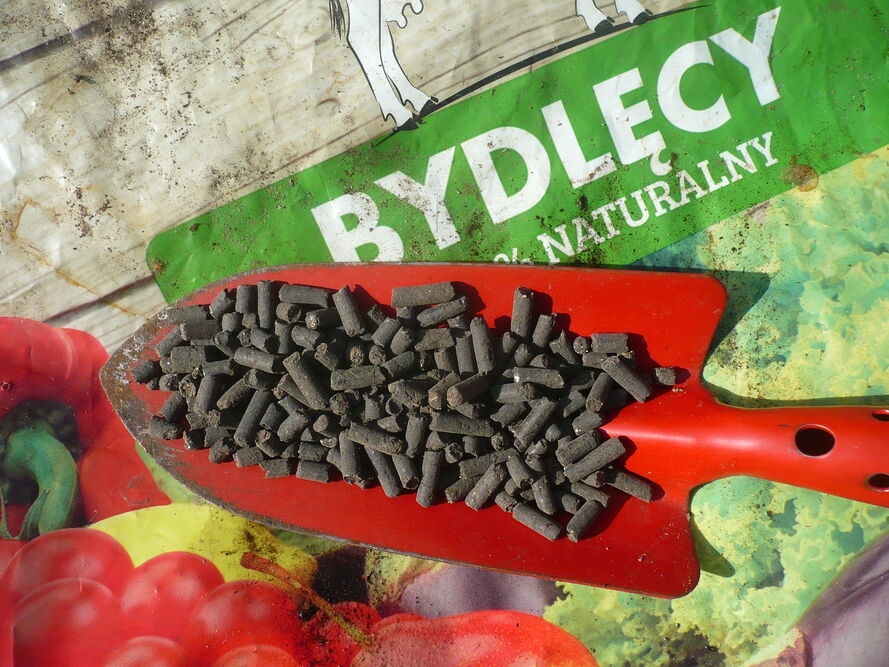 Dlaczego pomidory kwitną, ale nie zawiązują owoców?