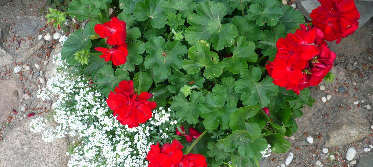 Dziury w liściach pelargonii – 3 przyczyny