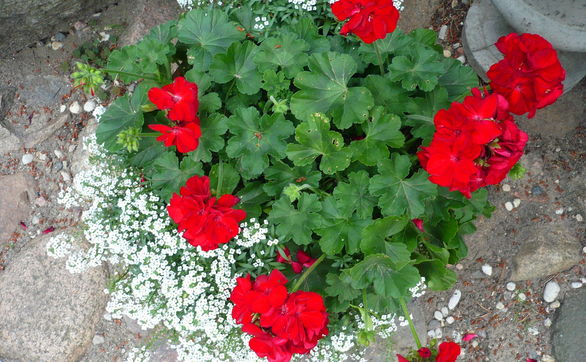 Przejdź do artykułu - Dziury w liściach pelargonii – 3 przyczyny