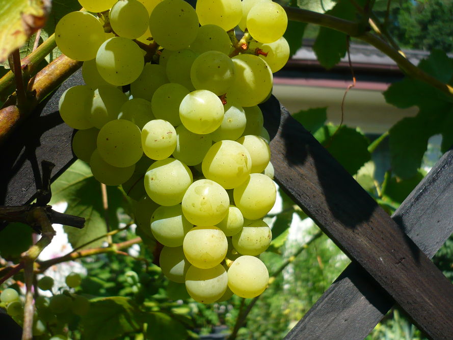 Nawożenie winorośli – jakie nawozy i kiedy stosować