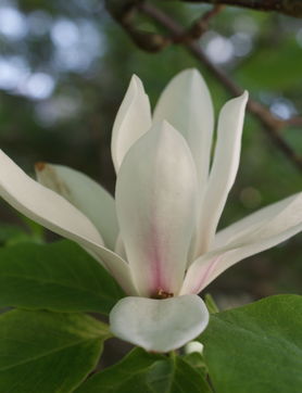 Przejdź do artykułu - magnolia
