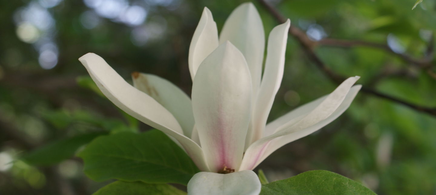 Magnolia.JPG