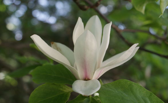 Przejdź do artykułu - magnolia