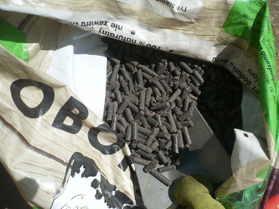 Aktinidia minikiwi – uprawa, pielęgnacja, właściwości