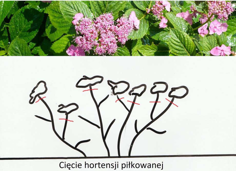 Hortensja - cięcie i przesadzanie 