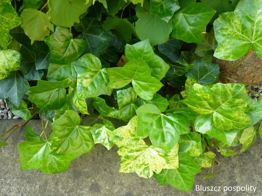 Las w słoiku – terrarium roślinne – dobór roślin, podłoże, podlewanie i pleśń