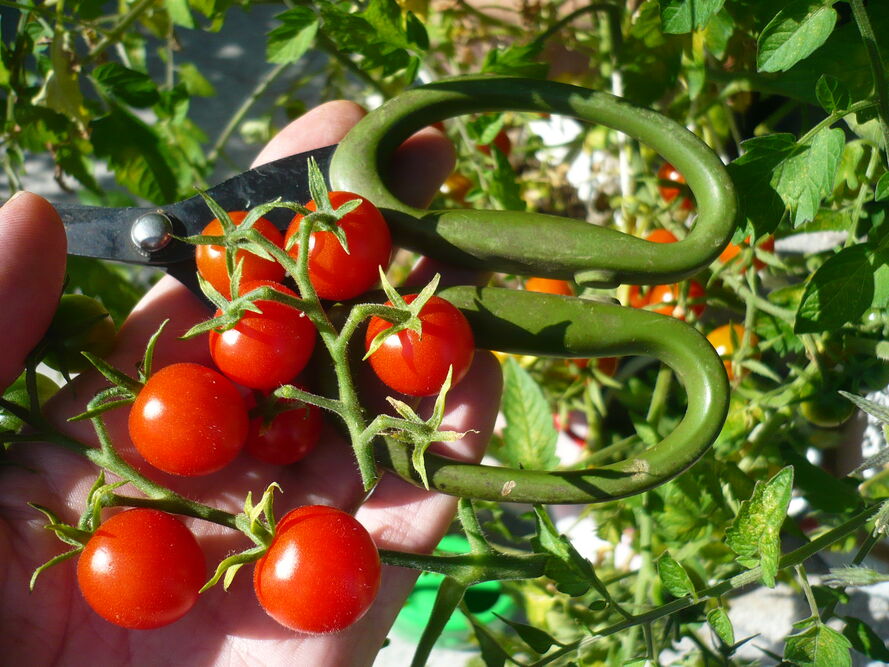 Slow gardening - ogrodnictwo bez presji, czyli jak planować ogród, który nie wymaga codziennej pracy
