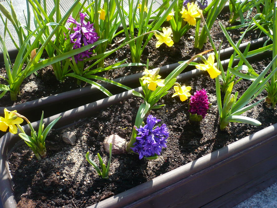 Kompozycje kwiatowe na balkony