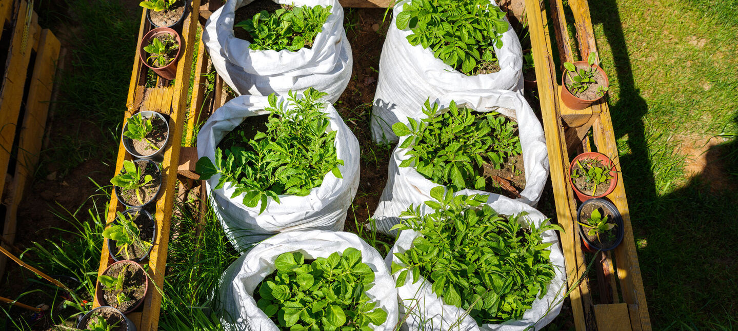 Warzywnik w workach i skrzyniach (grow bag) - co sadzić i jak pielęgnować