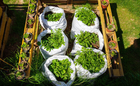 thumb Warzywnik w workach i skrzyniach (grow bag) - co sadzić i jak pielęgnować