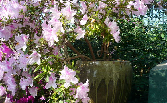 Przejdź do artykułu - Uprawa rododendrona w doniczce – jak pielęgnować