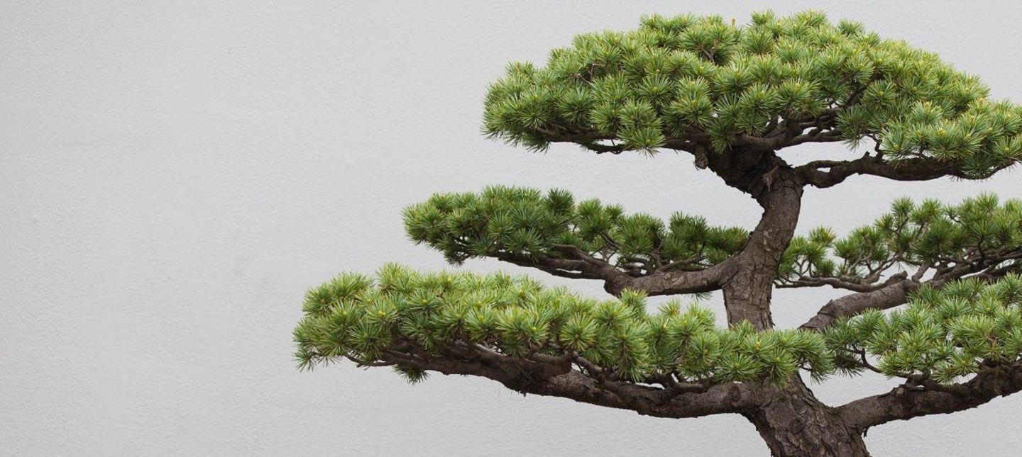 Jak stworzyć i uprawiać drzewka bonsai?