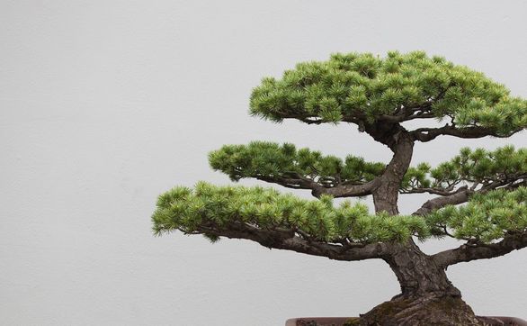 Przejdź do artykułu - Jak stworzyć, podlewać i uprawiać drzewka bonsai